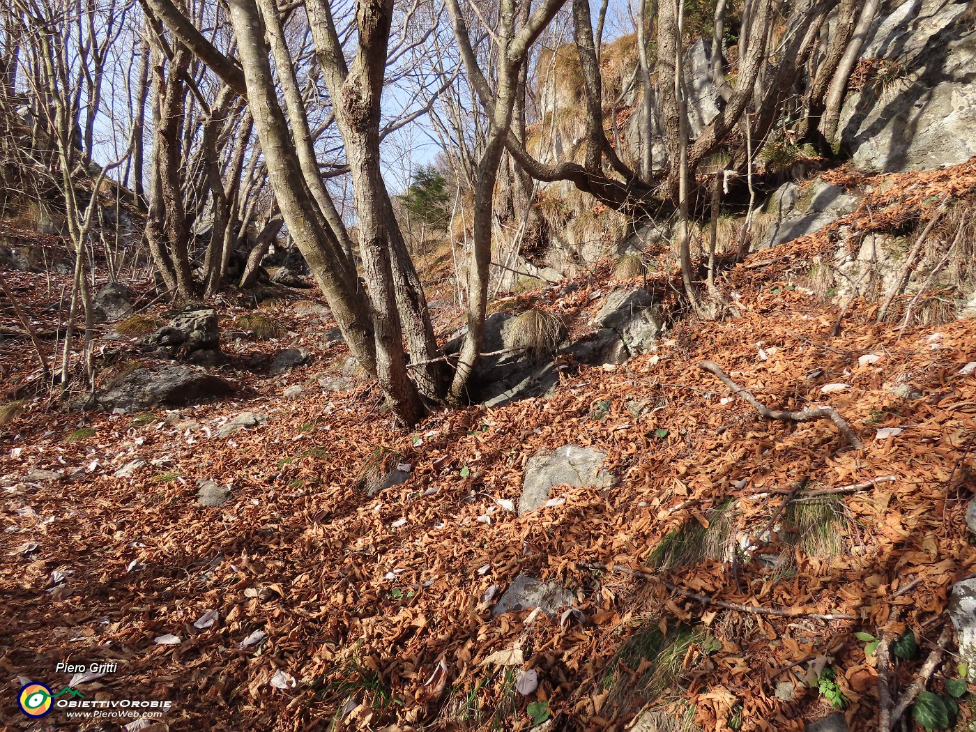 18 Bei carpini neri.JPG